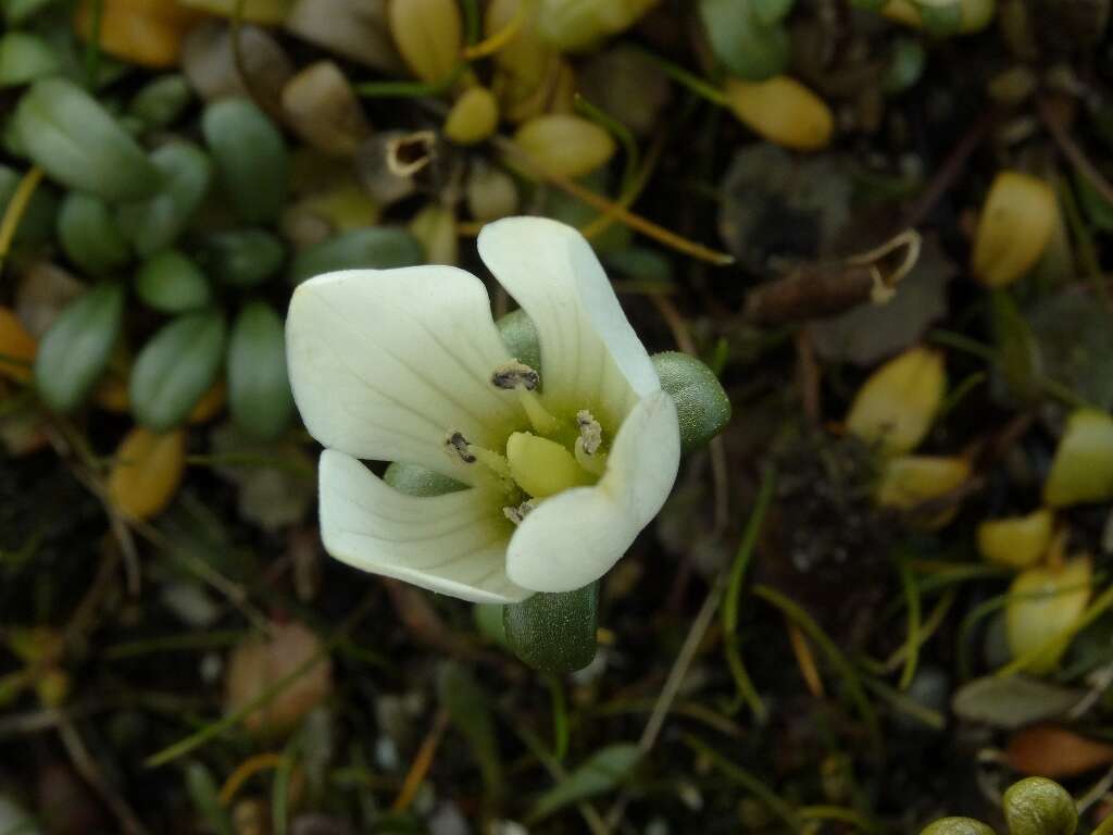 Imagem de Gentianella saxosa (G. Forst.) Holub