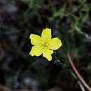 Image of Linum floridanum var. floridanum