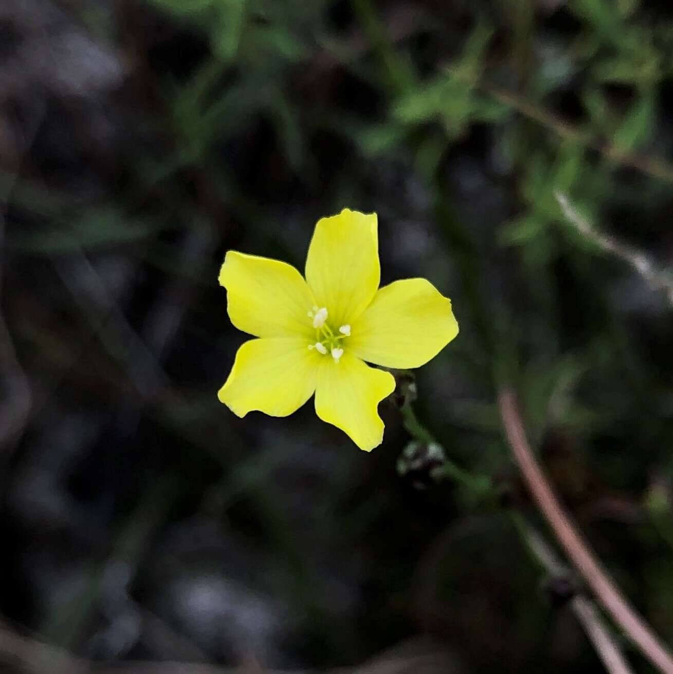 Image of Linum floridanum var. floridanum