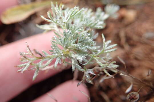 Image of Artemisia adamsii Bess.