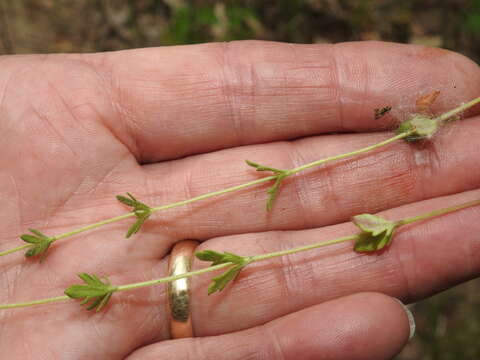 Image of Dillenius' speedwell