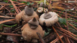 Image of Geastrum elegans Vittad. 1842