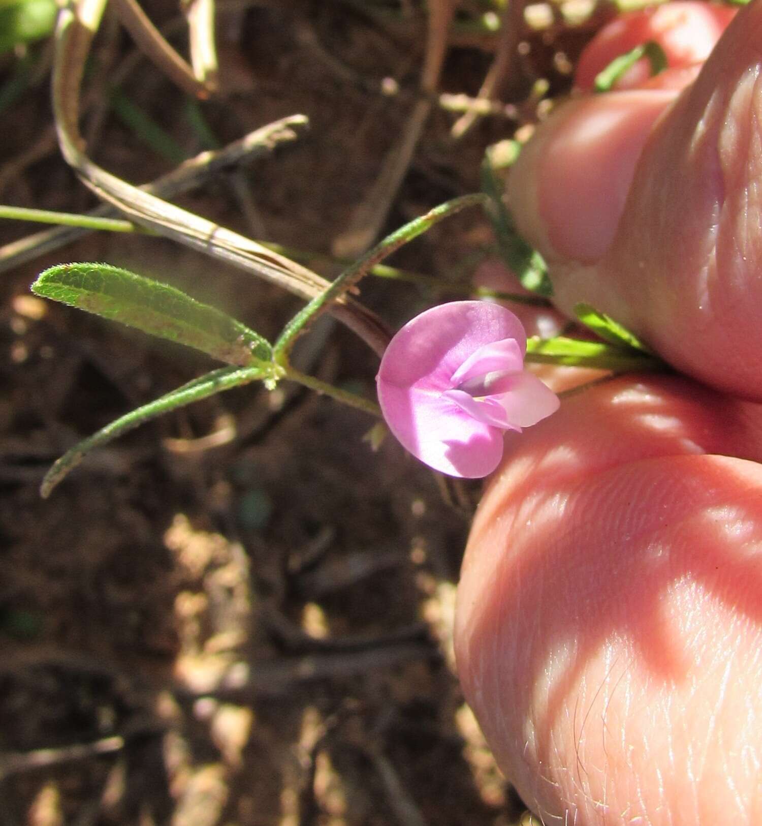 Image de Strophostyles leiosperma (Torr. & A. Gray) Piper