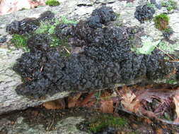 Image of Black Witches' Butter