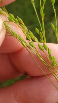 Panicum brachyanthum Steud. resmi