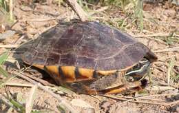 Image of Malayan snail-eating turtle