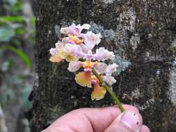 Image of Trichocentrum andreanum (Cogn.) R. Jiménez & Carnevali