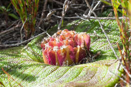 Image of Massonia pustulata Jacq.