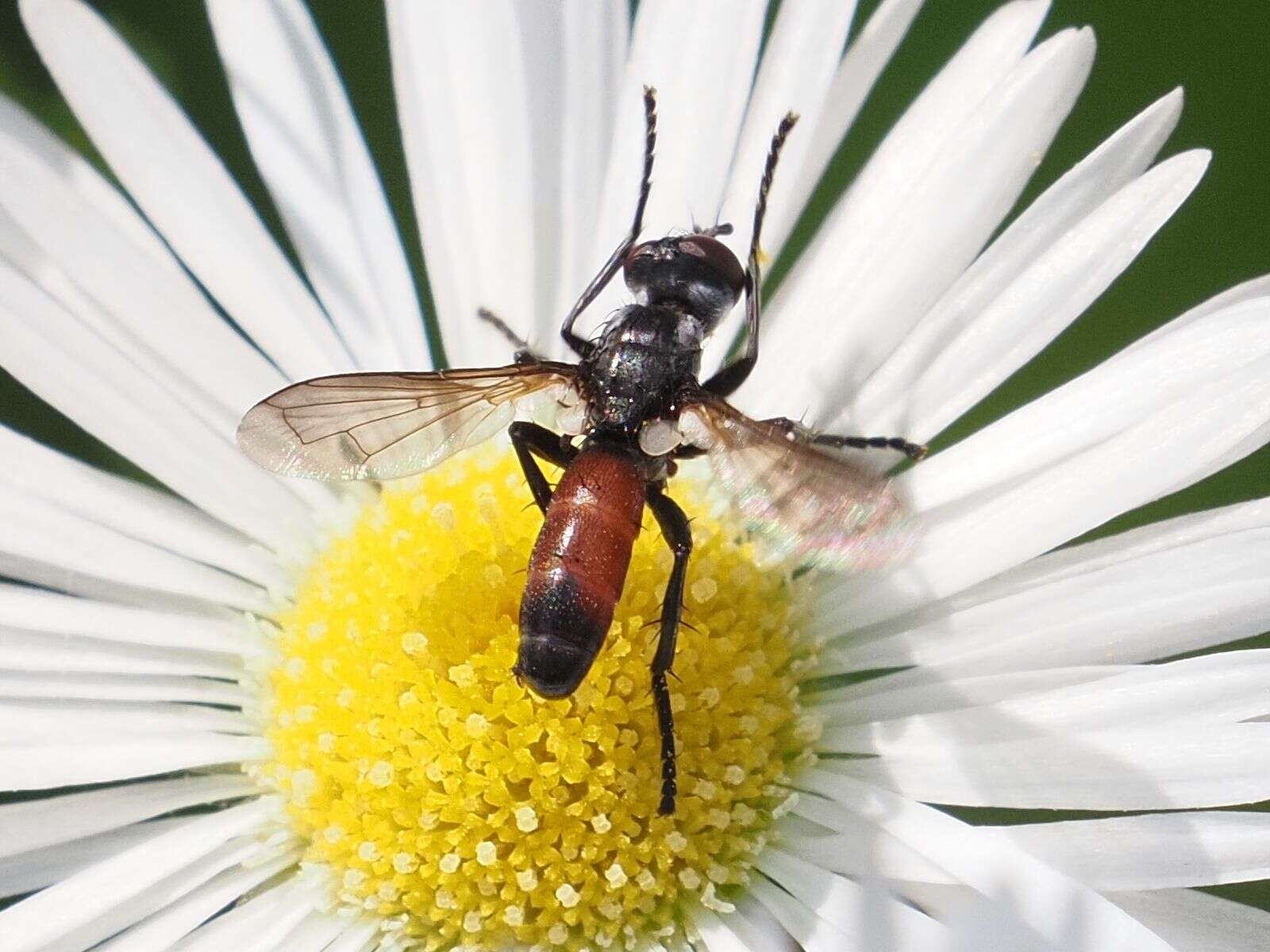 Image of Cylindromyia pusilla (Meigen 1824)