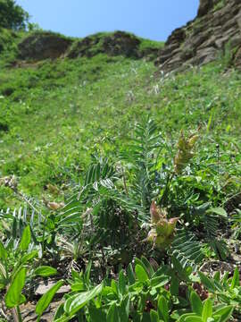 Image of Oxytropis ruthenica Vassilcz.