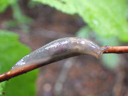 Lehmannia marginata (O. F. Müller 1774) resmi