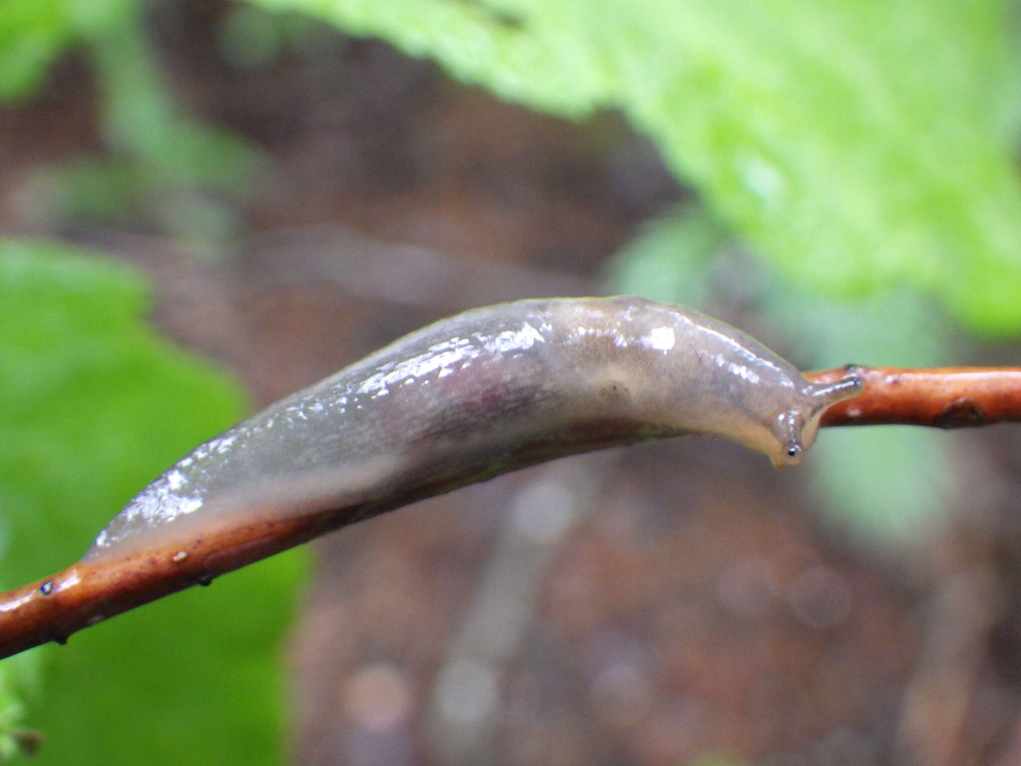 Lehmannia marginata (O. F. Müller 1774) resmi