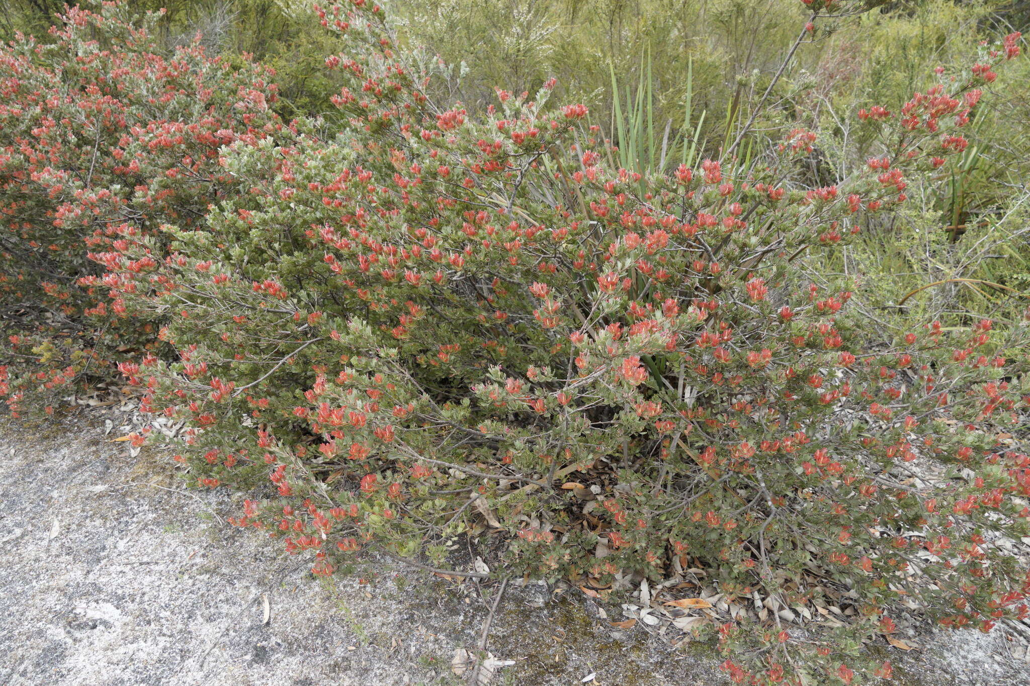 Imagem de Adenanthos cuneatus Labill.