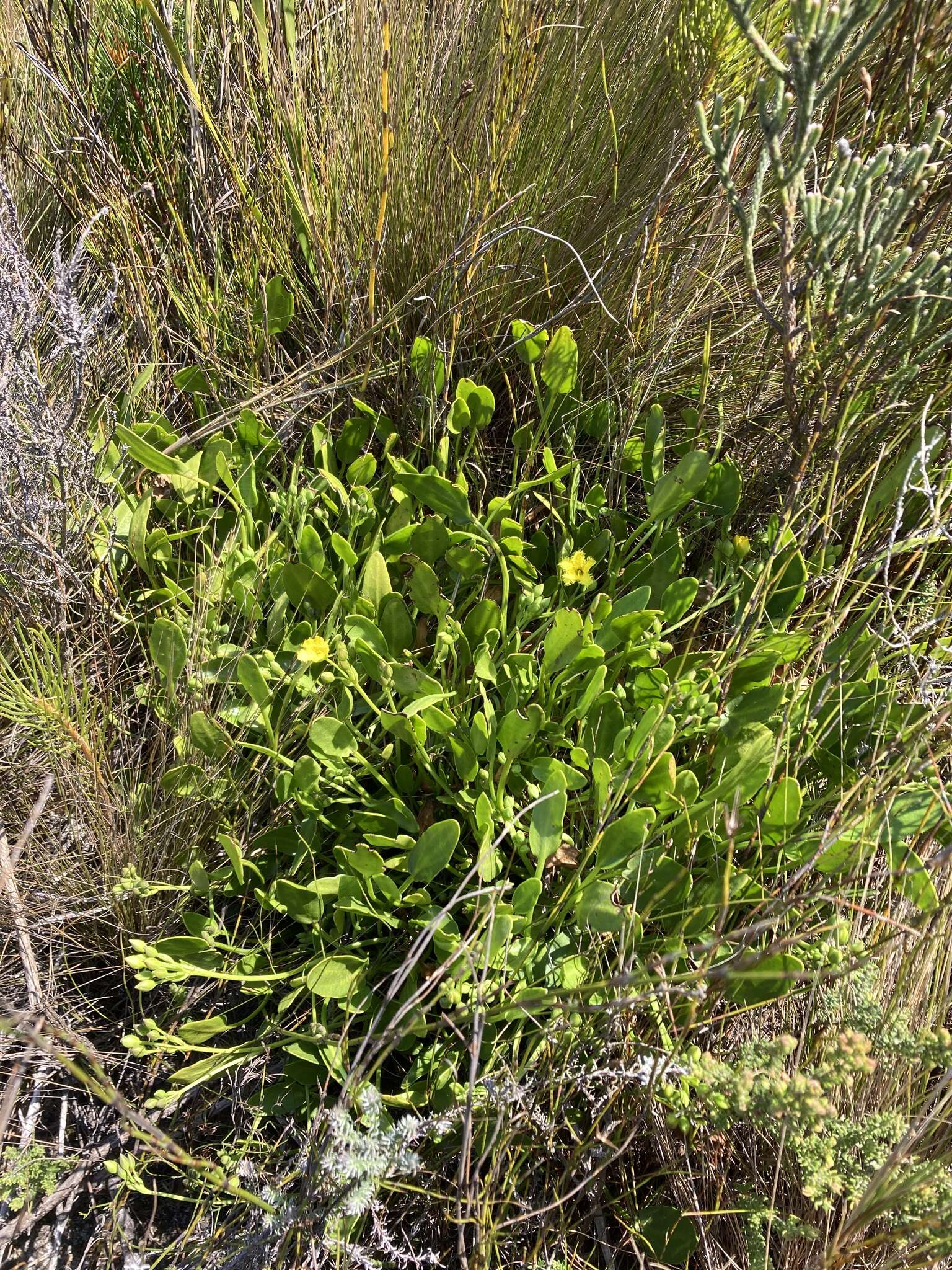 Image of Villarsia manningiana Ornduff