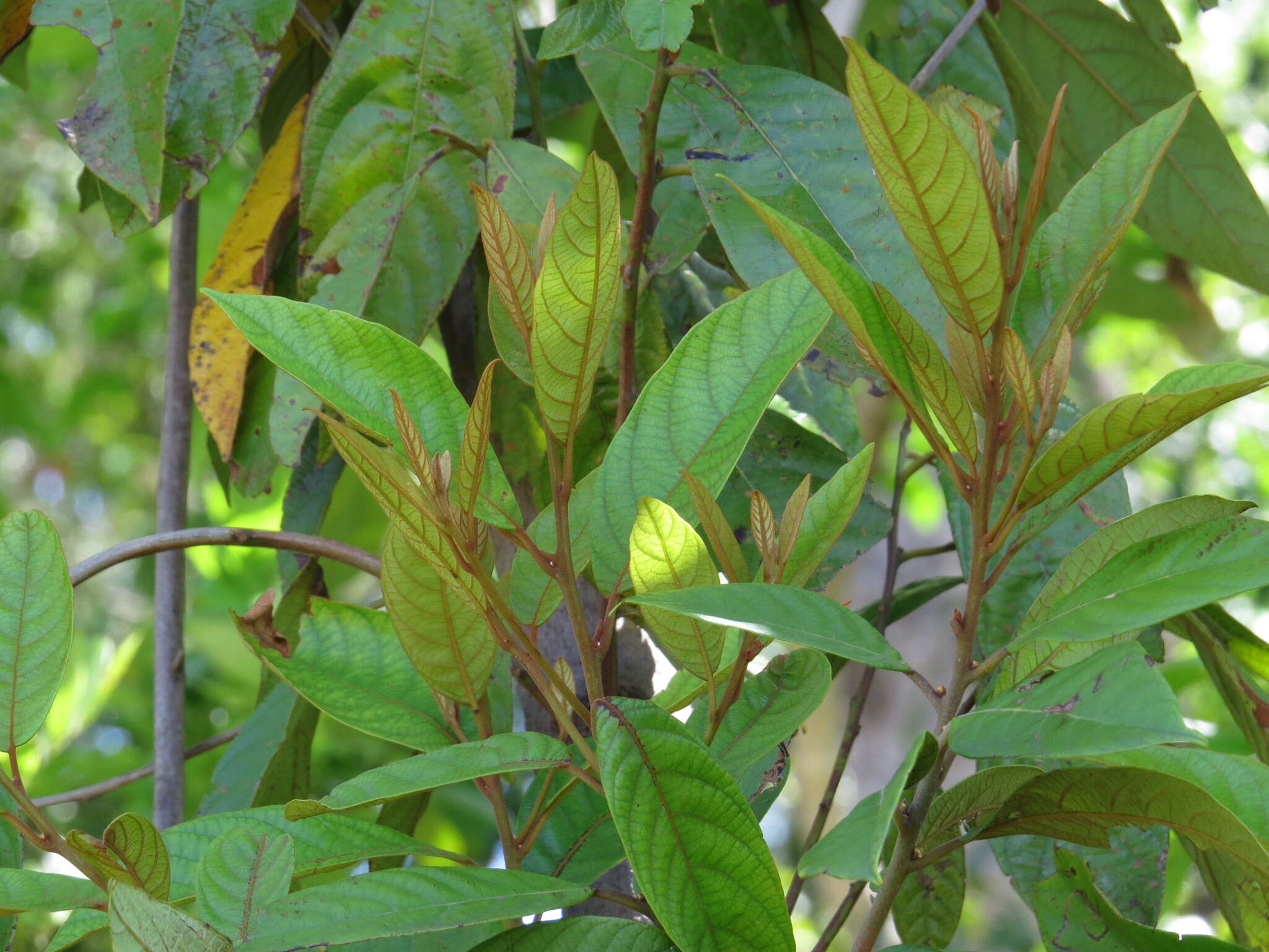 Image de Litsea breviumbellata C. K. Allen