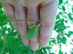 Imagem de Vicia pisiformis L.