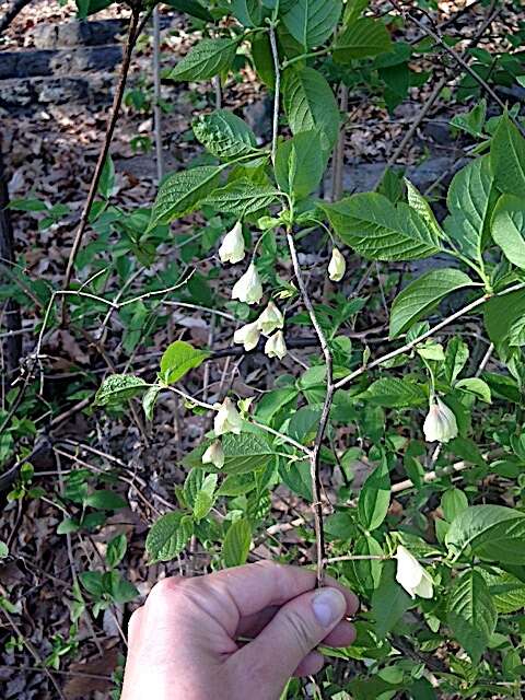 Image of mountain silverbell