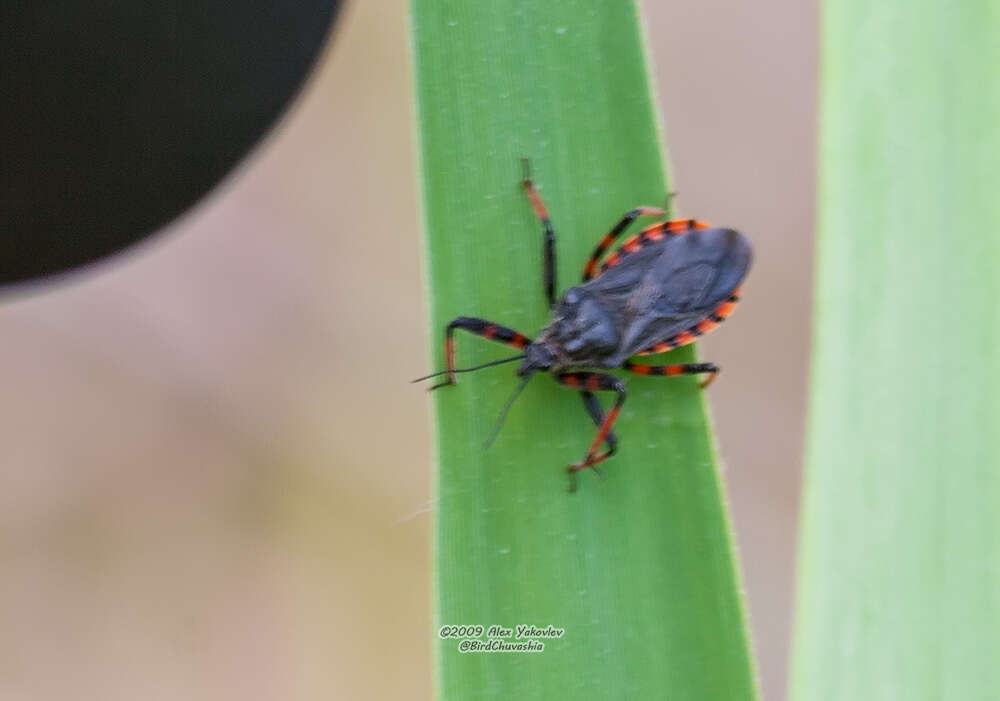 Plancia ëd Rhynocoris annulatus (Linnaeus 1758)