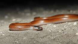 Image of Mexican Blackhead Snake