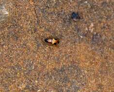 Image of Darkling beetle