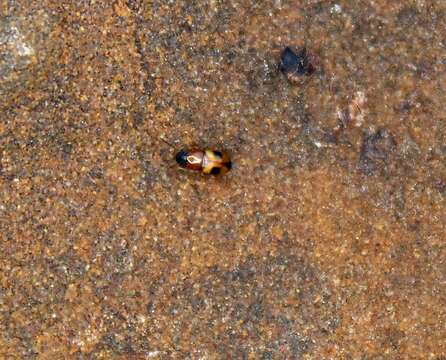 Image of Poecilocrypticus Gebien 1928