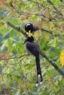 Image of Gold-billed Magpie