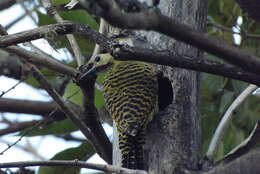 Image of Colaptes melanochloros melanolaimus (Malherbe 1857)