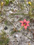 Image of Romulea obscura Klatt