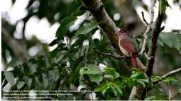 Image of Rose-throated Tanager