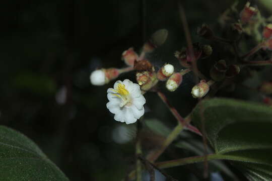 Miconia tuberculata (Naud.) Triana resmi