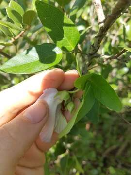 Image of pineland butterfly pea