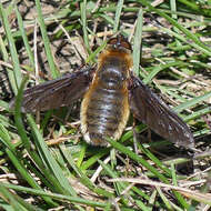 Image of Poecilanthrax tegminipennis (Say 1824)