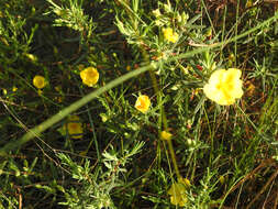 Image of Yellow Rock Rose