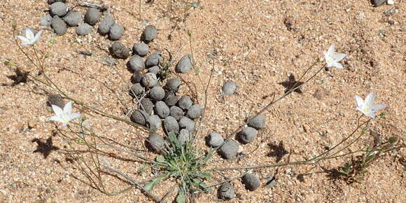 Image of Wahlenbergia annularis A. DC.