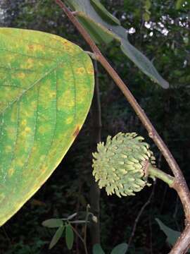 Image de Annona holosericea Saff.