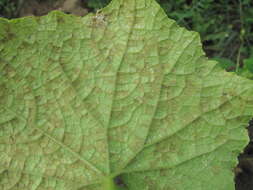 Image of Pseudoperonospora cubensis