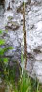 Image of Lapland Reedgrass