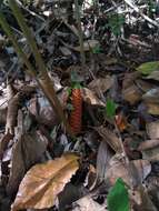 Image of Cycad