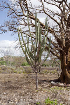 Imagem de Pilosocereus catingicola (Gürke) Byles & G. D. Rowley