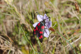 Image of six-spot burnet