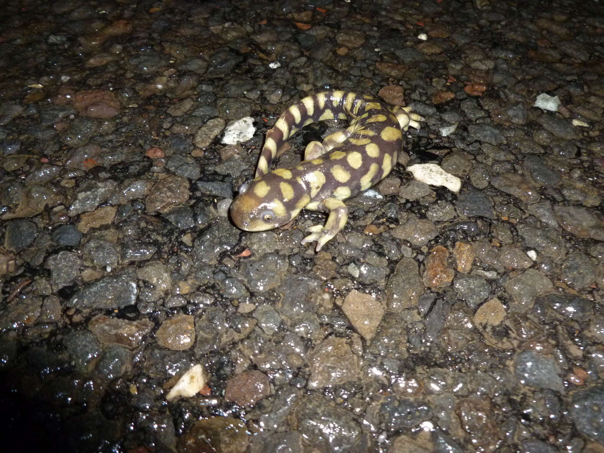 Image of Ambystoma mavortium melanostictum (Baird 1860)