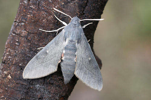 Image of dusky hawk-moth