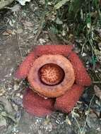 Image of Rafflesia tuan-mudae Becc.
