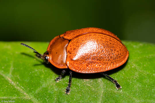 Image of Chelymorpha clivosa Boheman 1854