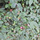 Image de Symphoricarpos × doorenbosii