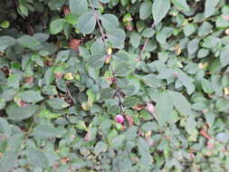 Image of Symphoricarpos × doorenbosii