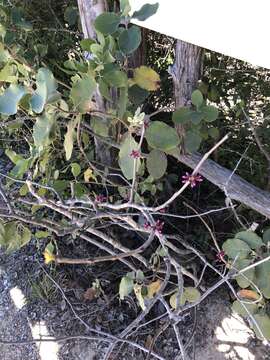 Image of Texas redbud