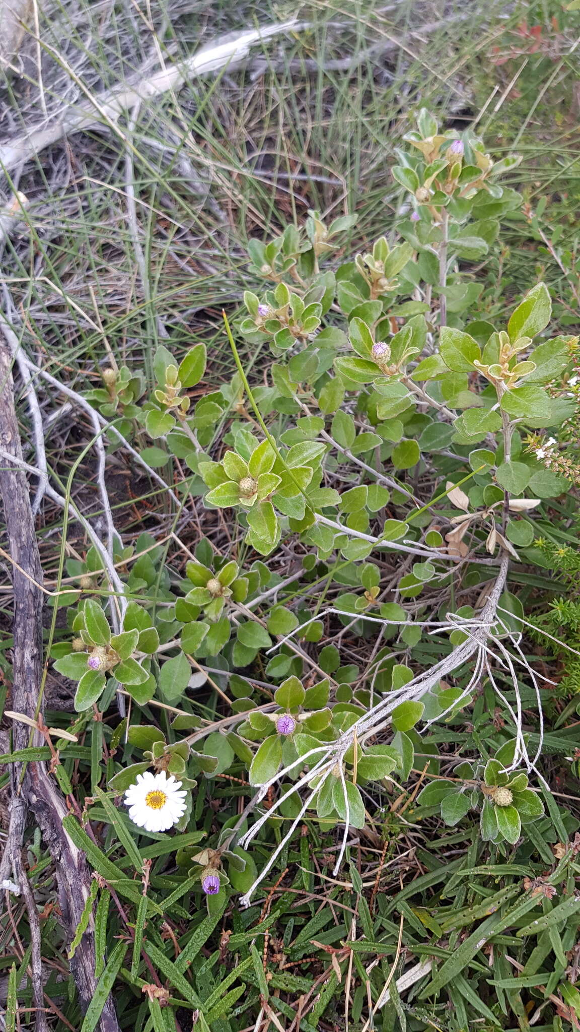 Image of Olearia tomentosa (Wendl.) DC.