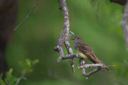 Image of Great Crested Flycatcher