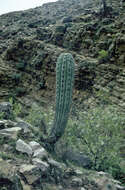 Image of Trichocereus tacaquirensis